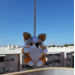 Blue Merle Corgi crochet cute car accessory, rear view mirror charm, keychain, backpack pendant