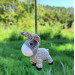 Crochet donkey charm, hanging car accessory for rear view mirror, keychain, backpack pendant